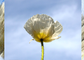 Poems by Bob Young for Remembrance Day 2009