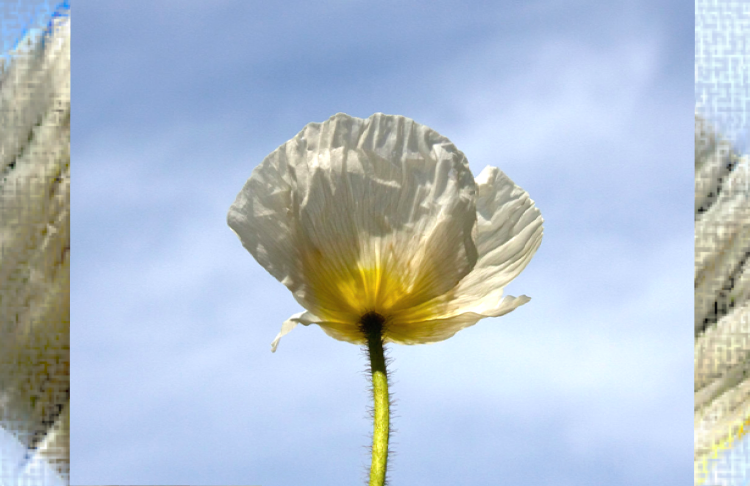 Poems by Bob Young for Remembrance Day 2009
