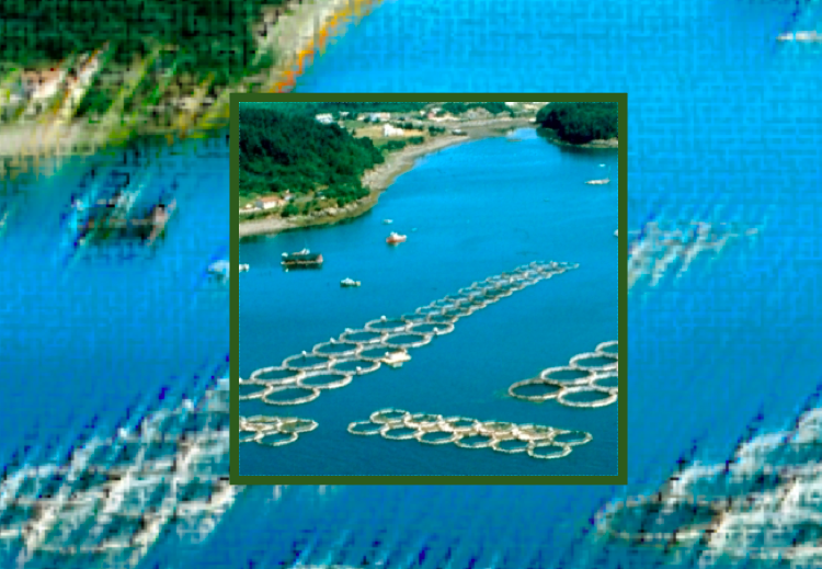 Controversial pesticide approved for salmon farms