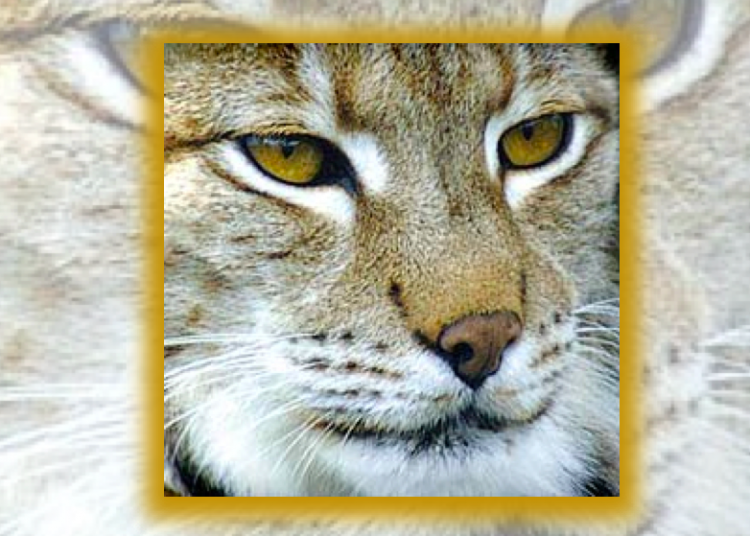 Protect our forests to save jobs and wildlife