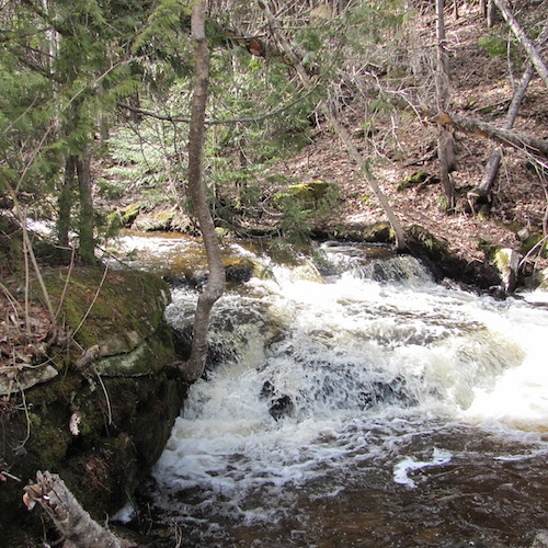 woodlotspring11
