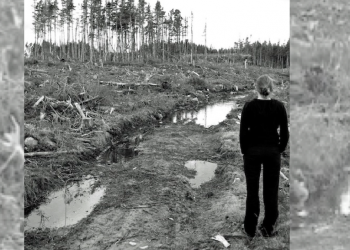 Maps don’t lie: deforestation and forest degradation in NB revealed