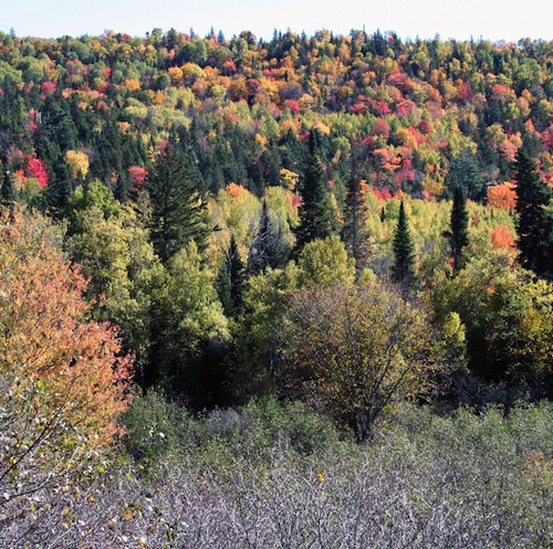forest
