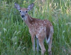 deer