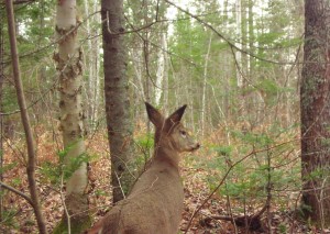 Deer in cedar swamp