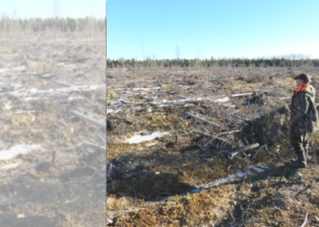 Gallant talks climate change as his government allows clearcutting of NB’s forest