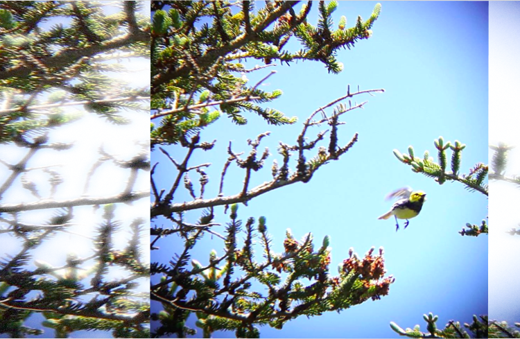 The Acadian Forest