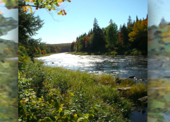 May the Forest be with you: community forestry confronts corporate control of NB forests
