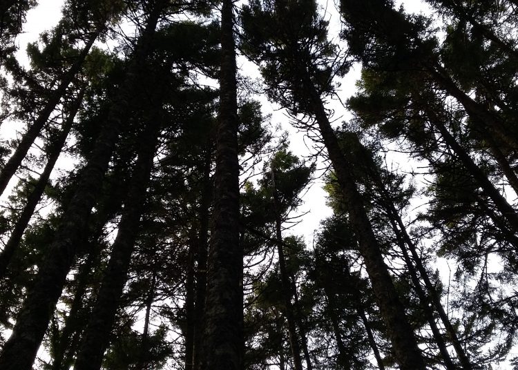Wolastoqey First Nations take New Brunswick to court for violating treaty right to harvest timber for a moderate livelihood