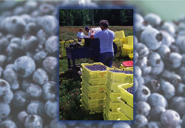 Farmers require urgent support to ensure food security in New Brunswick