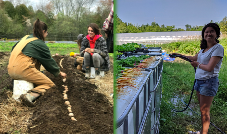 Hayes Farm: redefining how farming knowledge is passed on in New Brunswick