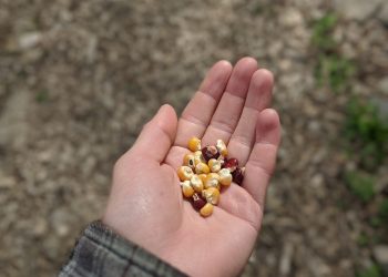 Small but mighty: the power of a seed