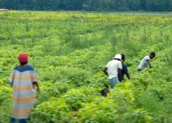 New Brunswick debate on migrant workers leaves a lot to be desired